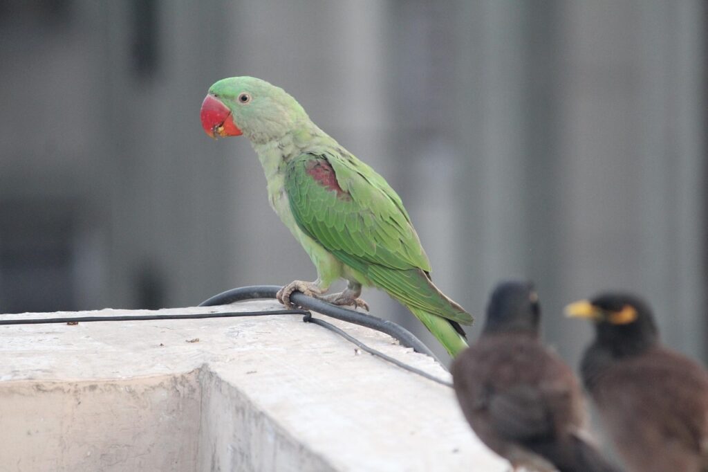 Indian Ringneck For Sale